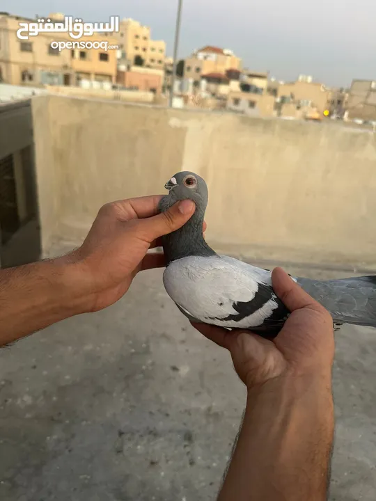 طيوور حمام للبيع بسعر مناسب تنظيف سطح