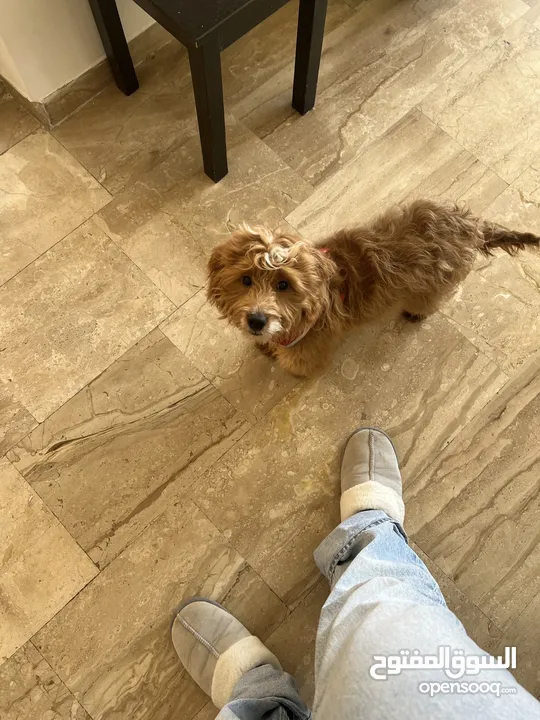 Maltipoo pappy