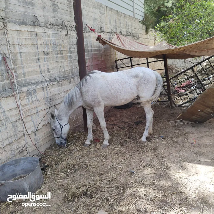 فرس بل صلاة على النبي ساغ ولا غلطة