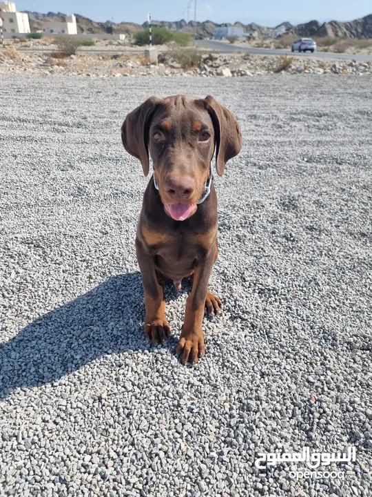 Doberman (3 months fully vaccinated) دوبرمان