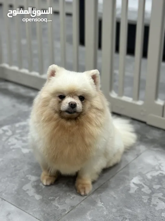 مني بومرينين. Pomeranian