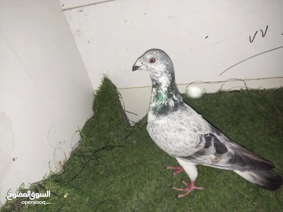 حمام كش للبيع كوم