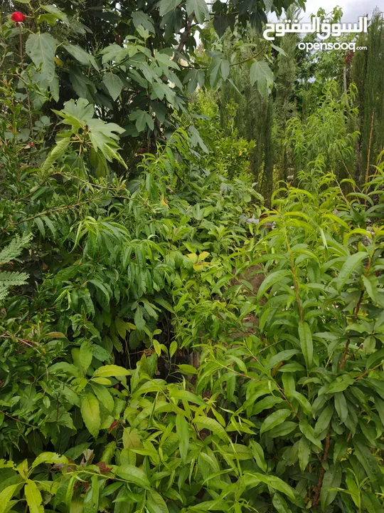 شتلات خوخ خارجي  متوفر جميع الاحجام والاصناف  مشاتل 22 مايو