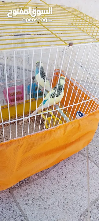 زوج من طيور الحب