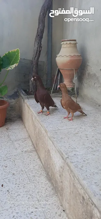 حمام للبيع
