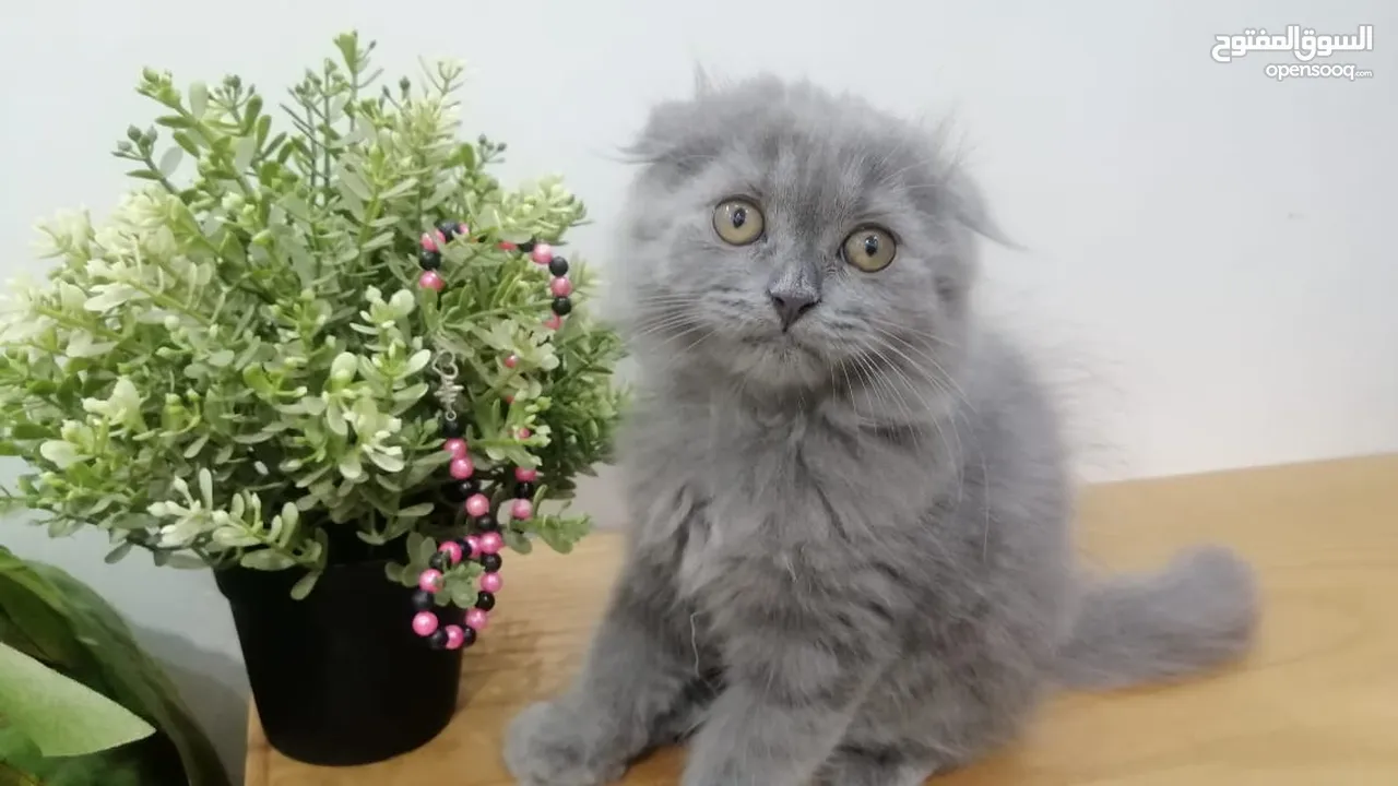 قطه اسكوتش فولد بلو Scottish fold female