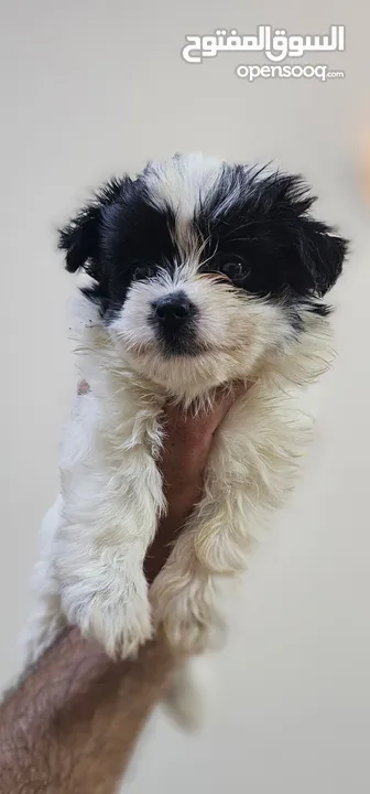 maltipoo Oreo color