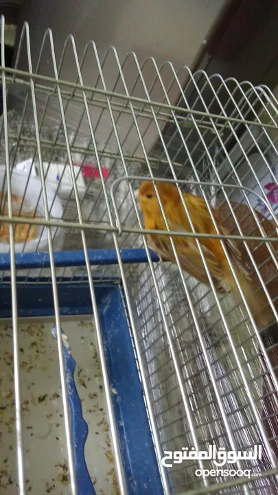 طير كنار نحاسي للبيع