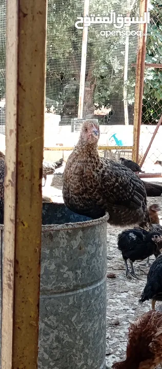 صوص بلدي للبيع
