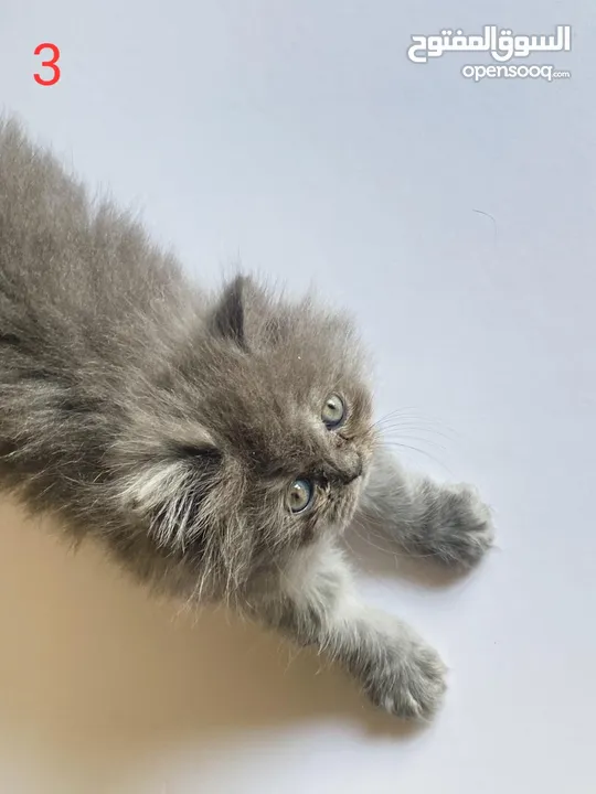 قطط للبيع بأسعار مغرية