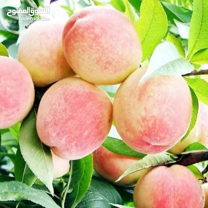 مشاتل الرويال لزراعه ومتابعه الاشجار