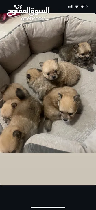 6 Pomeranian male and female