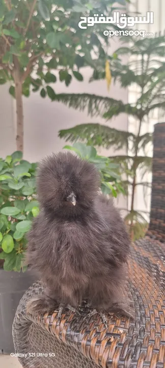 صيصان سلكي مستوى عال من الجمال مناسبة للأطفال silkie chicks from beautiful crested bearded hens