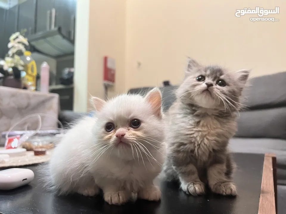 Cute Persian kittens