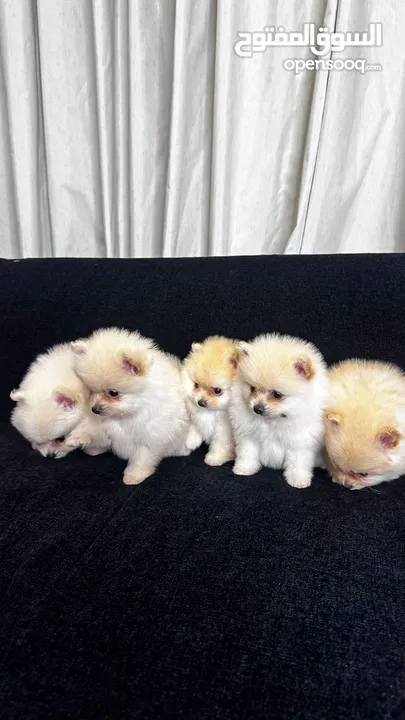 جراء بومبمرينين Pomeranian puppies