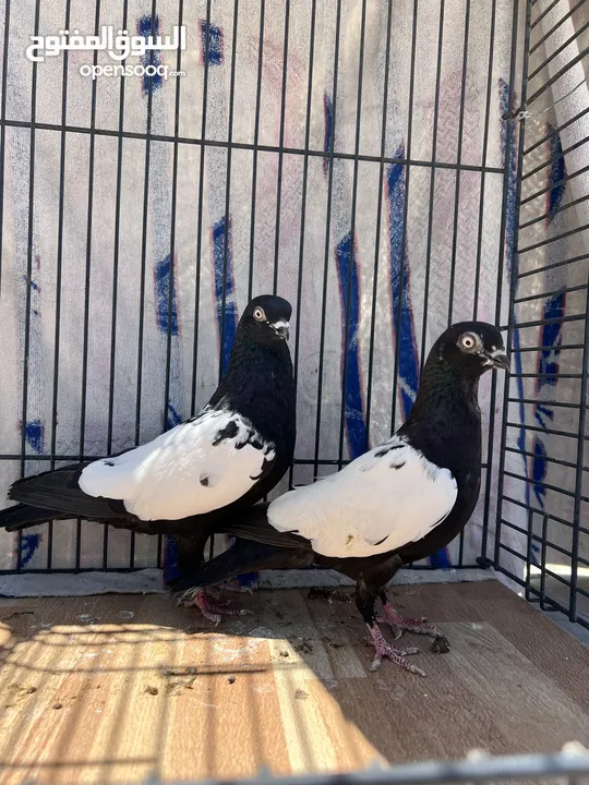 جوز مزهورات سود