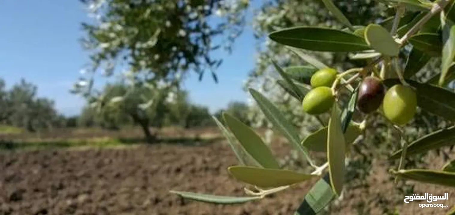 2دونم للبيع في كفرراعي (جنين)