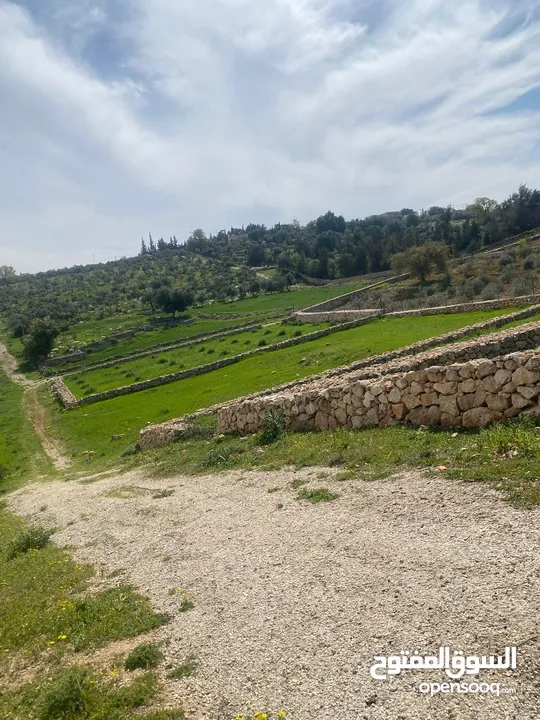 دنم ارض للبيع في السلط الصبيحي ميسره بالقرب من مطعم الطلع الغربيه