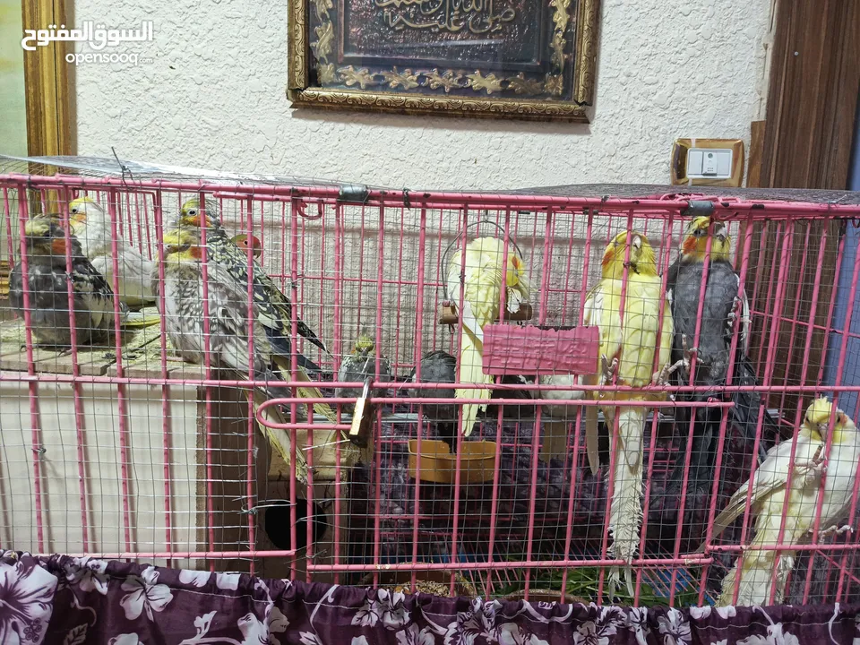 ببغاء كوكتيل اي لون