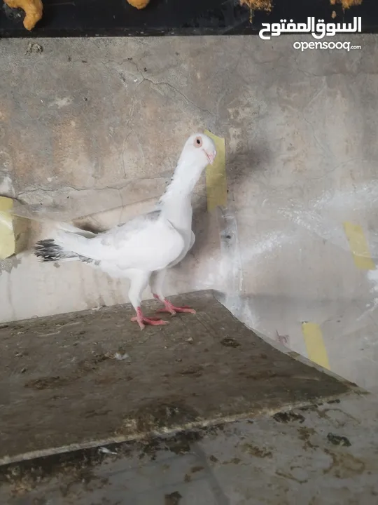 جوز كشكي اصفر طيره عجمية فحل هومر جوز مسكي