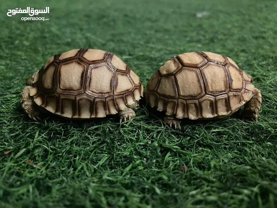 Cute Exotic Baby Sulcata Tortoises