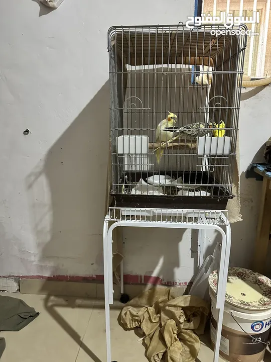 Couple Cockatoo and one single Canary with cage stand. All