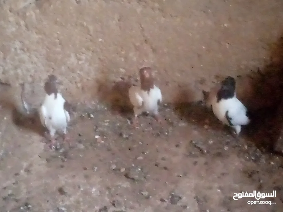 حمام نوع ارباش اذا بدك بلدي موجود اذا بدك امبندق موجود