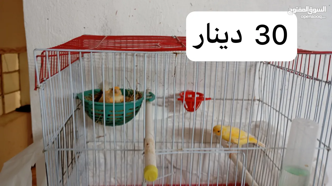 3 جواز عصافير كنار تحتهم بيض + فراخ عمر شهرين ونصف واكثر للبيع موجود في مادبا