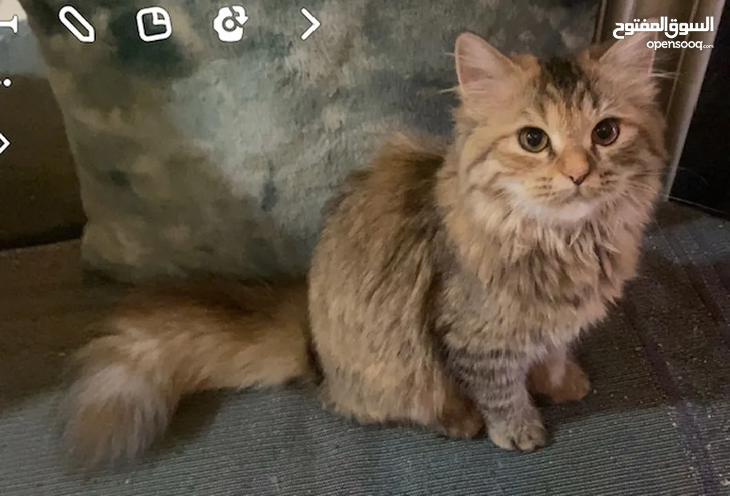 Mix - persian- Munchin   Female  6 months old   very playful and adorable   likes people a lot