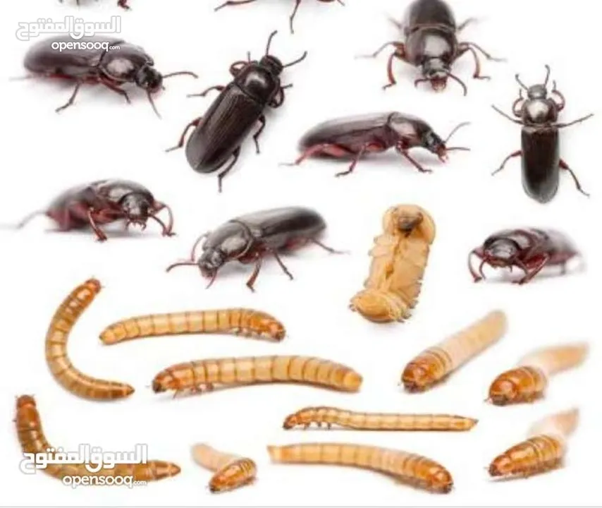 يرقات دود القبابي حي ميلوورم mealworm غذاء ممتاز بروتين حيواني لا يسبب التشحيم للطيور والاسمام