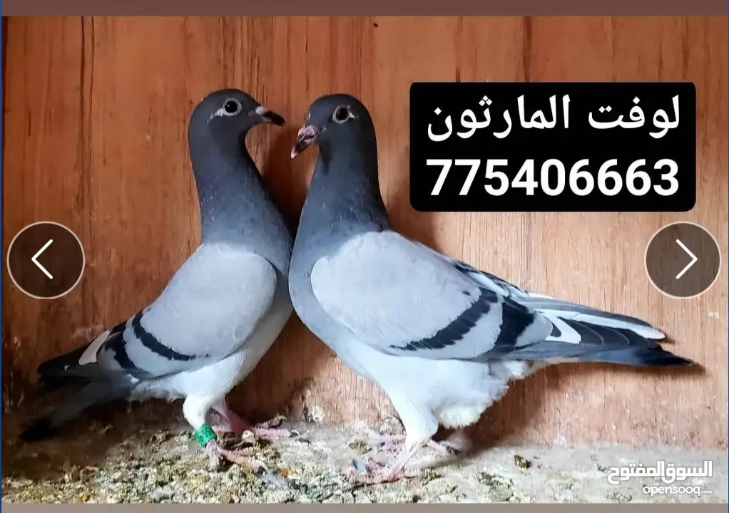 حمام زاجل سباق للبيع