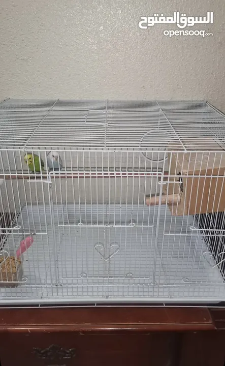 Budgies for sale with cage