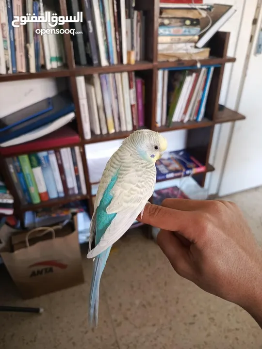 ثلاث ببغاء بادجي