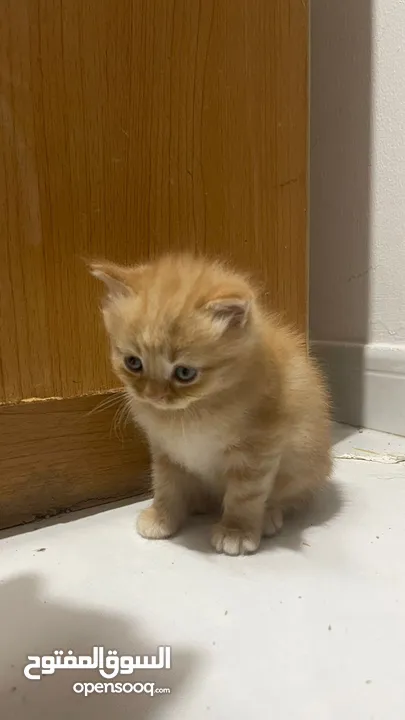 persian ginger kitten