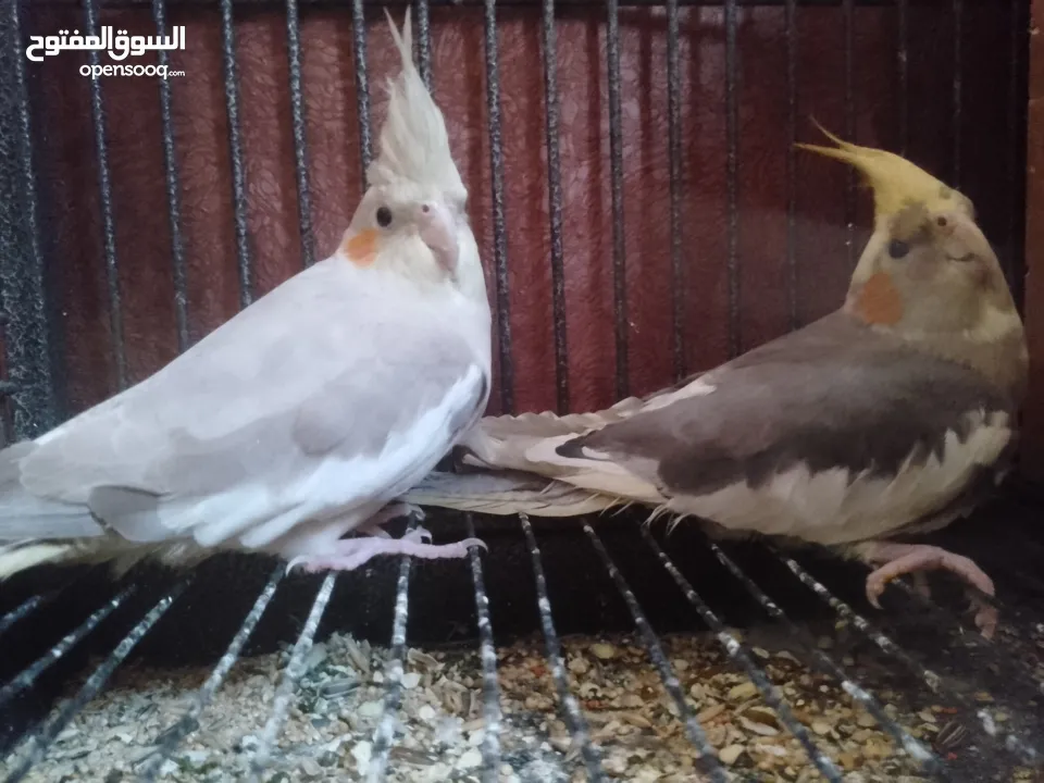 عصافير كوكتيل للبيع