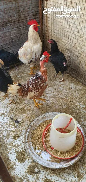 بيض و دجاج عماني وفرنسي و رومي للبيع