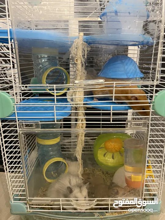 hamster هامستر للبيع عدد 7