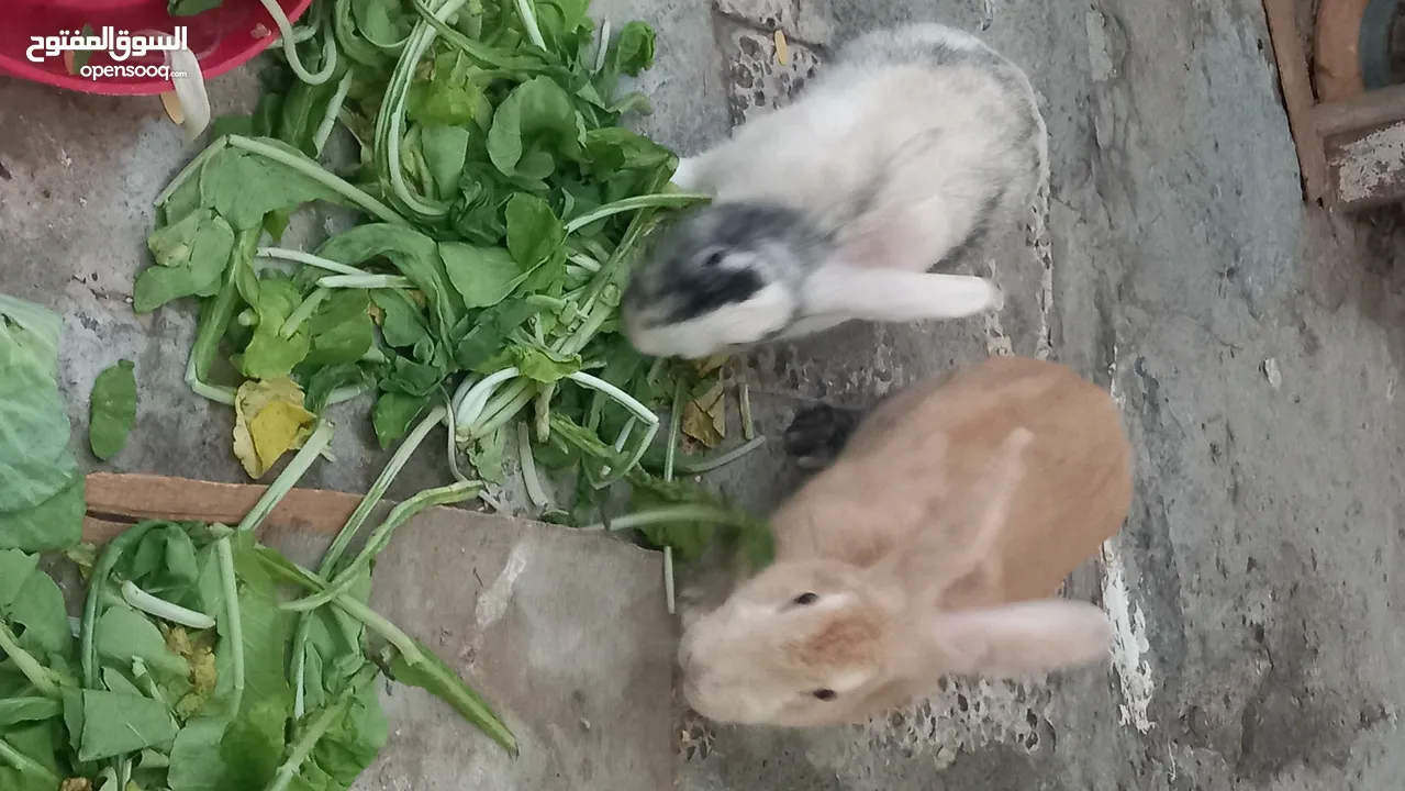 selll rabbits  Hollandi Bride  location ajman one pice 150.darhim pm me more info