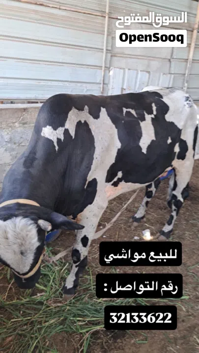 للبيع مجموعة حيوانات ومواشي