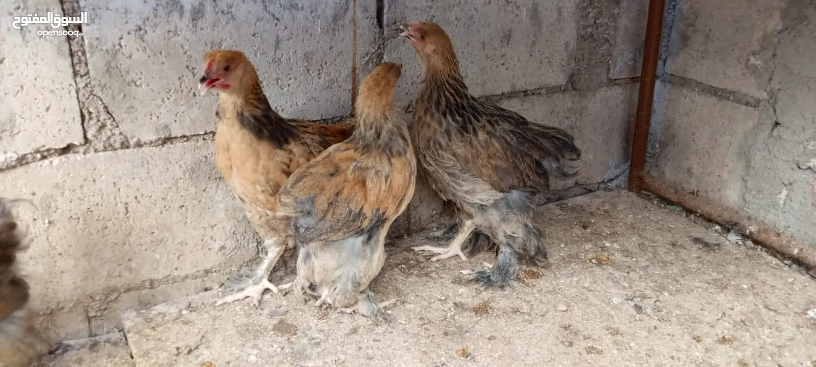 متاح صيصان براهما عمر 5 اشهر