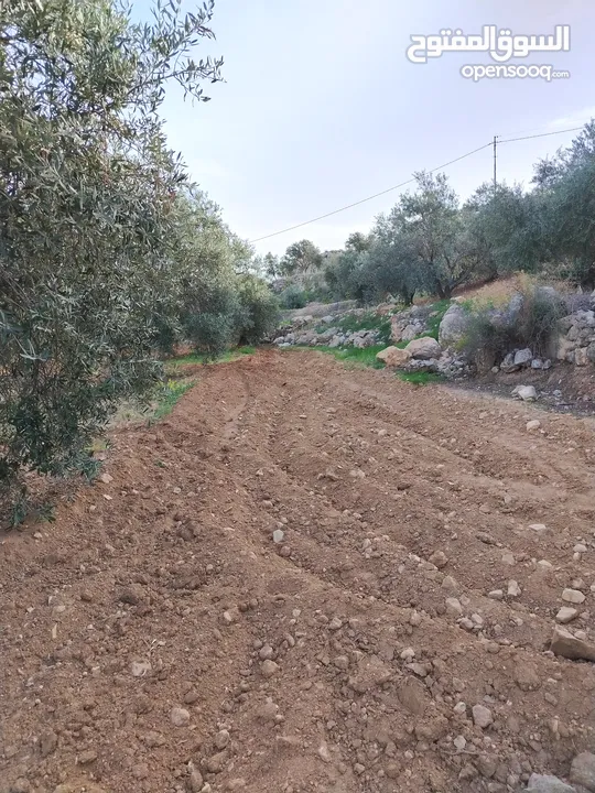 مزرعة زيتون ملوكية اطلالة ع الغرب و جبال فلسطين ع ثلاث شوراع قرب شارع الستين ثغرة السلطان