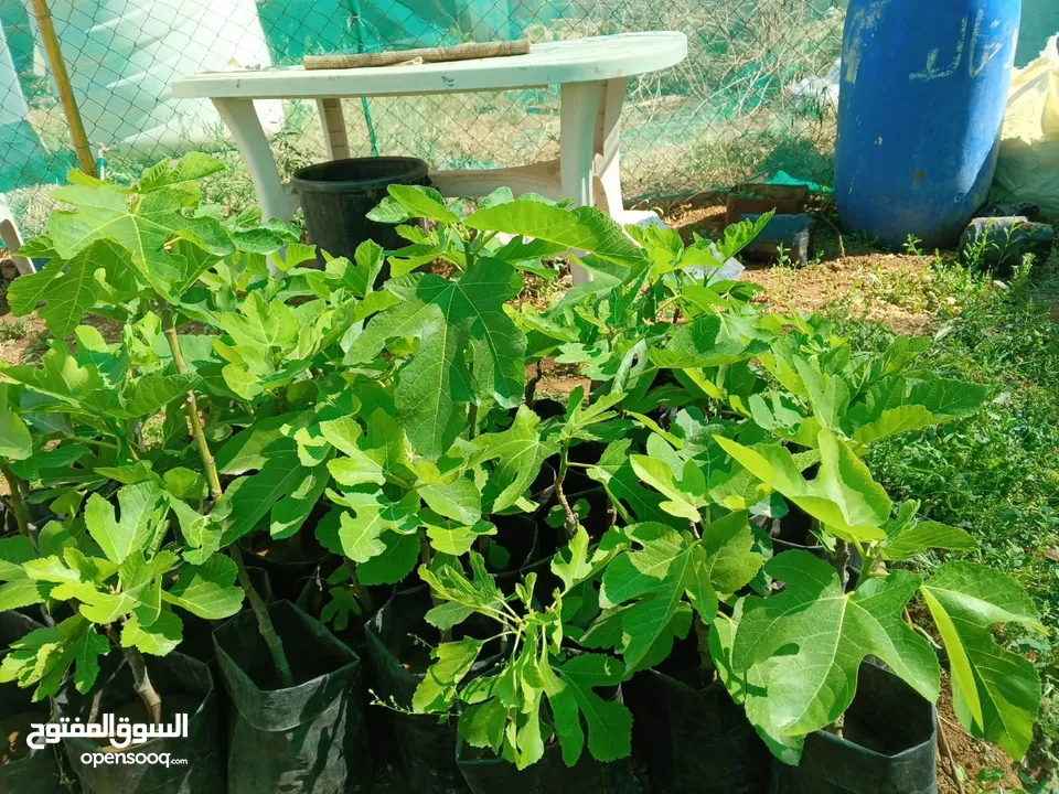اشتال عنب بلدي وشامي للبيع