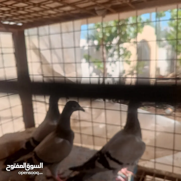 حمام زاجل فطام جديد دماء قوية  ثلاثة فراخ نخب  مطلوب 12دينار  اربع دينار الواحد