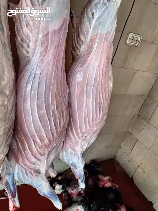لحام جزار متنقل داخل مادبا وضواحيها