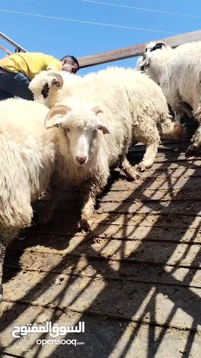 خرفان روماني