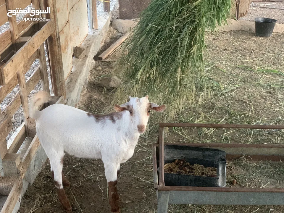 جدايه لبيع سعر الجمله 220 المفرد غير