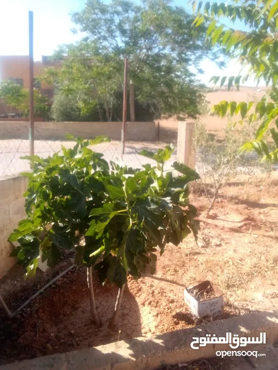 بيت للبيع في قريه دليله المطيرات شرق مادبا