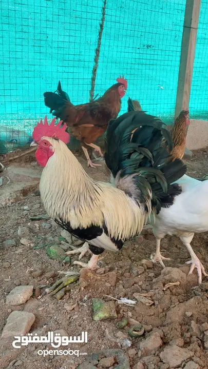 ديك للبيع rooster for sale