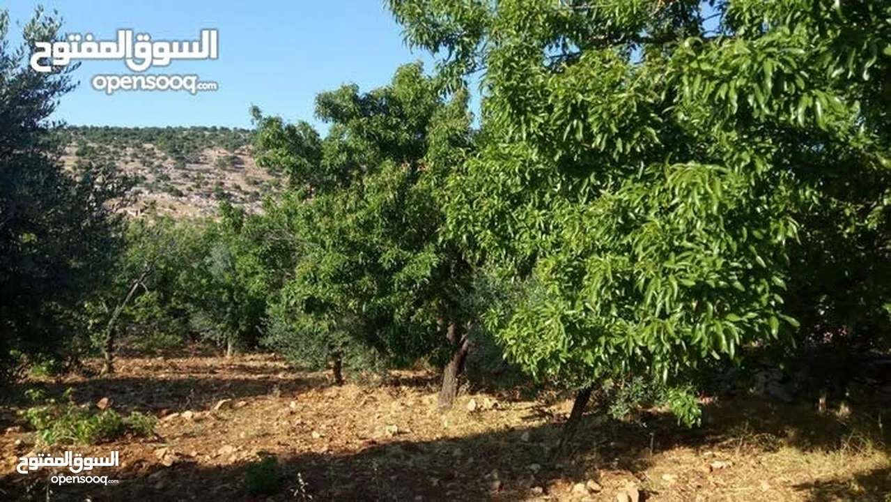 أرض استثماريه مميزه بجبال عجلون السياحيه