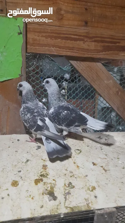متاح جوز قراقطه وجوز مغبير للبيع